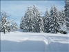 SWZ_Winter 2006 2 177